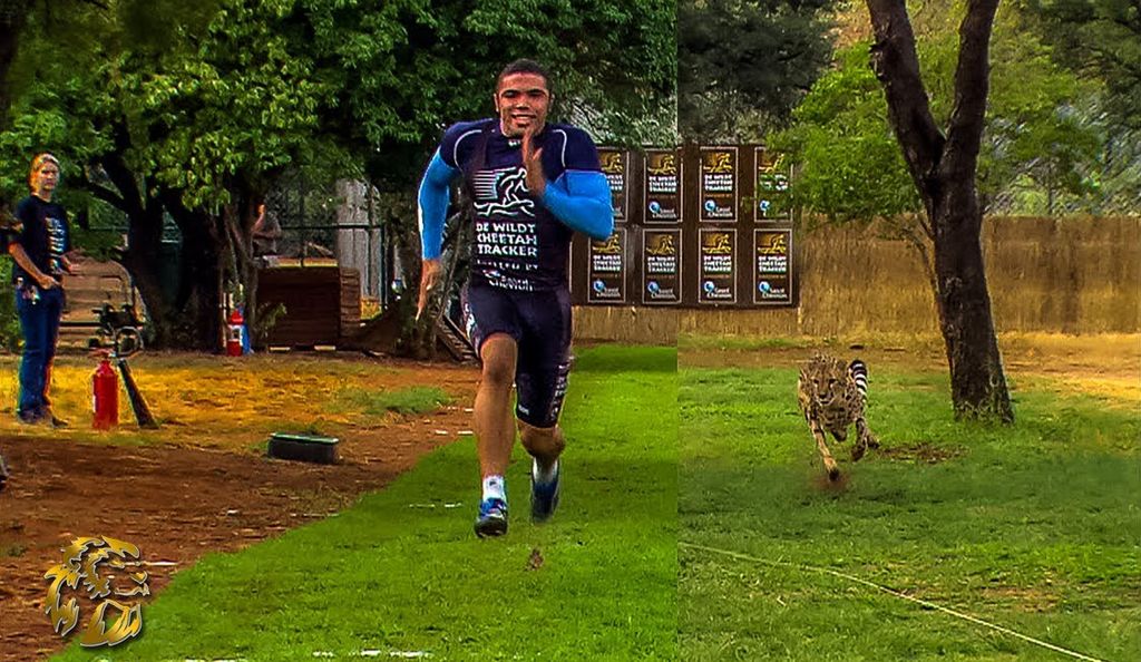 Habana y su famosa corrida contra un Cheetah