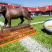 ¡Los números del Rugby Championship!