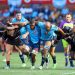 URC Semifinales: Vodacom Bulls y Hollywoodbets Sharks, a todo o nada en Pretoria